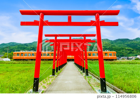 島根県 一畑電車　鳥居が並ぶ参道を通る電車 114956806