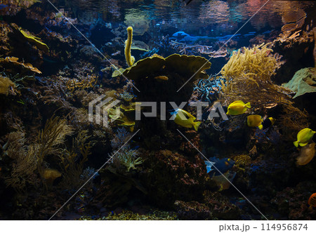Tropical fish in aquarium in zoo 114956874