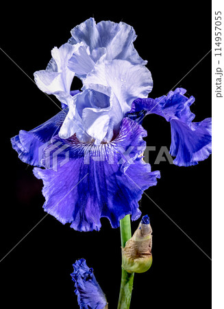 Blooming blue iris Mariposa Skies on a black background 114957055