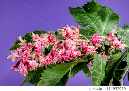 Blooming red horse-chestnut flowers on a purple background Blooming red horse-chestnut flowers on a purple background 114957059