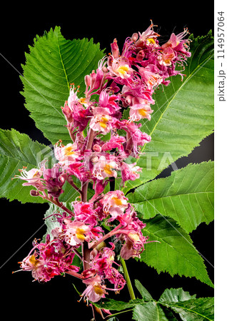 Blooming red horse-chestnut flowers on a black background 114957064