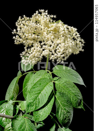 Blooming white sambucus on a black background Blooming white sambucus on a black background 114957065