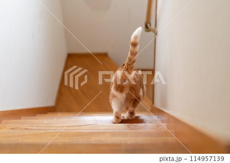 階段を下りる猫　茶トラ白 114957139