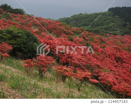 大和葛城山のツツジ 大和葛城山のツツジ 114957183