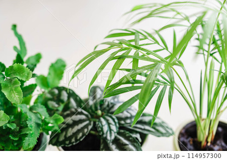 観葉植物 テーブルヤシ 観葉植物 テーブルヤシ 114957300