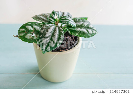 観葉植物　ピレア 114957301
