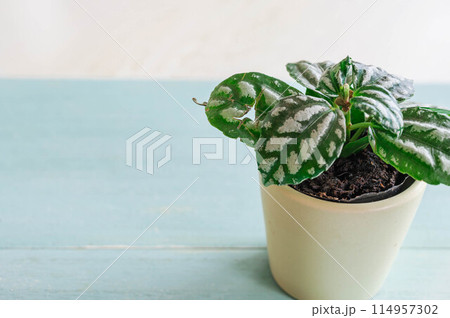 観葉植物　ピレア 114957302