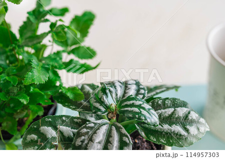 観葉植物　ビレアとフレボディウム 114957303