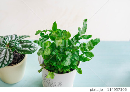 観葉植物 フレボディウム 観葉植物 フレボディウム 114957306