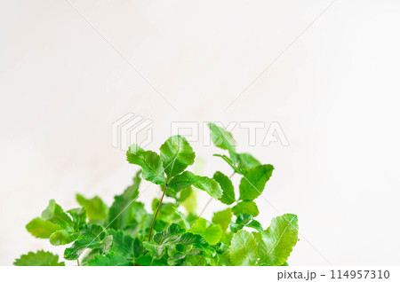 観葉植物　フレボディウム 114957310