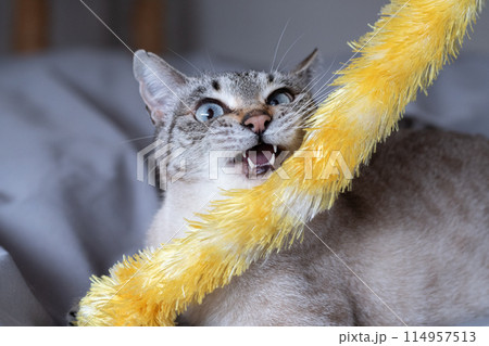 おもちゃで遊ぶ猫 おもちゃで遊ぶ猫 114957513