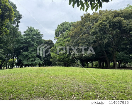 公園の大きな芝生 114957936