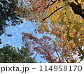 紅葉した木々 114958170
