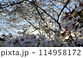 桜の花のある風景 114958172
