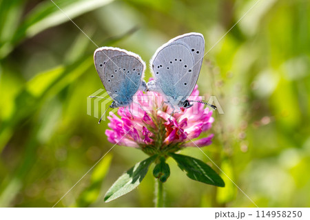 カバイロシジミ 114958250