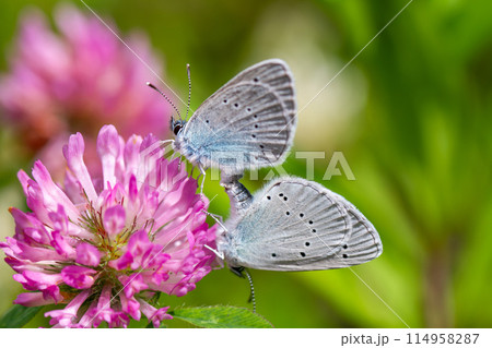 カバイロシジミ 114958287