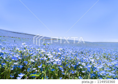 茨城県ひたちなか市 ひたち海浜公園のネモフィラの丘 茨城県ひたちなか市 ひたち海浜公園のネモフィラの丘 114958360