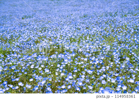 茨城県ひたちなか市 ひたち海浜公園のネモフィラの丘 茨城県ひたちなか市 ひたち海浜公園のネモフィラの丘 114958361