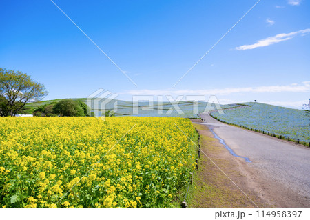 茨城県ひたちなか市　ひたち海浜公園のネモフィラの丘と菜の花畑 114958397