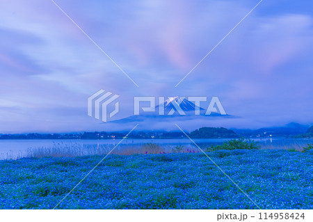 （山梨県）朝焼けが始まった河口湖大石公園・ネモフィラ越しに富士山 114958424