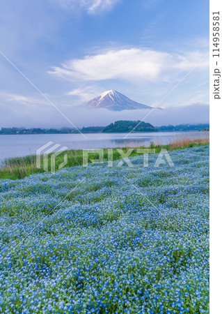 （山梨県）夜明け前の大石公園・ネモフィラ越しに富士山 114958581