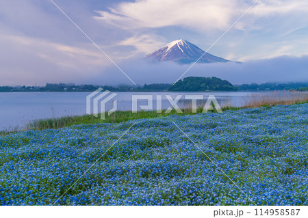 （山梨県）夜明け前の大石公園・ネモフィラ越しに富士山 114958587