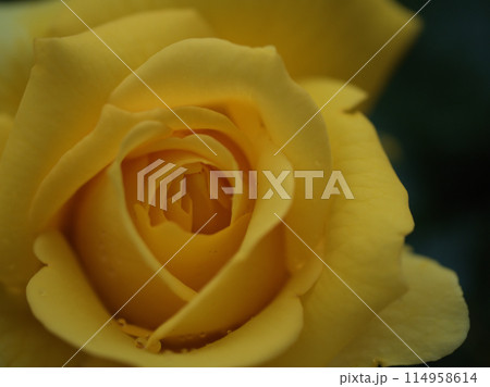 春の5月に咲いた美しく黄色いバラの花「ゴールドバニー」 春の5月に咲いた美しく黄色いバラの花「ゴールドバニー」 114958614