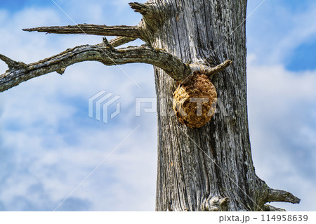 枯れ木に作られたスズメバチの巣 114958639
