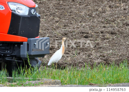アマサギ、サギ アマサギ、サギ 114958763