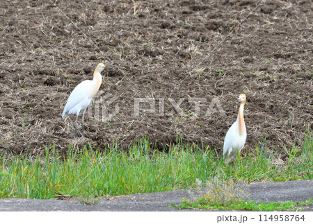 アマサギ、サギ アマサギ、サギ 114958764