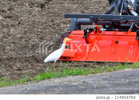アマサギ、サギ 114958768