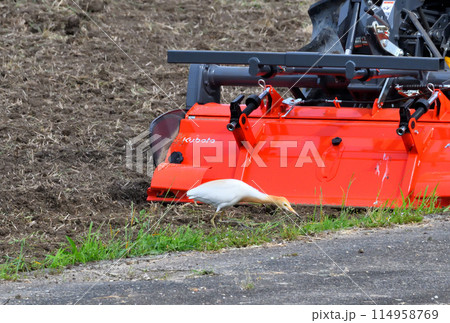 アマサギ、サギ アマサギ、サギ 114958769