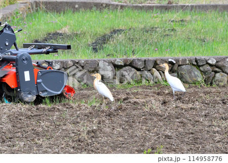 アマサギ、サギ 114958776