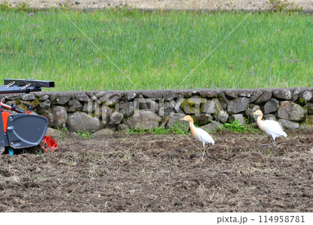 アマサギ、サギ 114958781