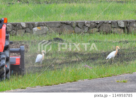 アマサギ、サギ アマサギ、サギ 114958785