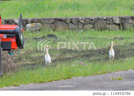 アマサギ、サギ アマサギ、サギ 114958786