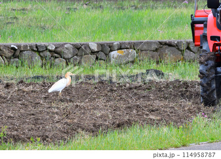 アマサギ、サギ アマサギ、サギ 114958787