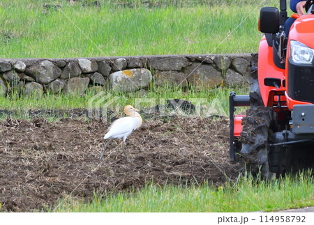 アマサギ、サギ アマサギ、サギ 114958792
