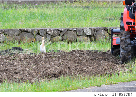 アマサギ、サギ アマサギ、サギ 114958794