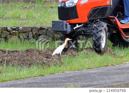 アマサギ、サギ アマサギ、サギ 114958798