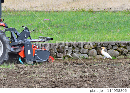 アマサギ、サギ 114958806