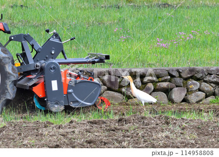 アマサギ、サギ アマサギ、サギ 114958808