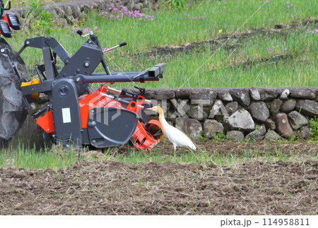 アマサギ、サギ 114958811