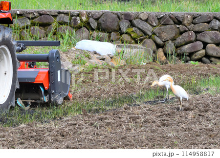 アマサギ、サギ アマサギ、サギ 114958817