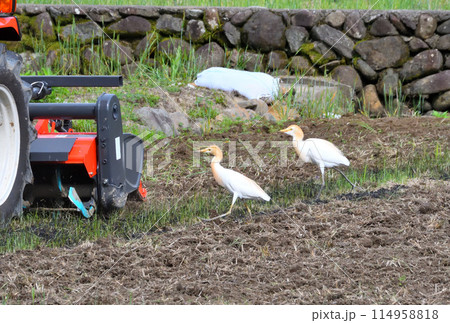 アマサギ、サギ 114958818