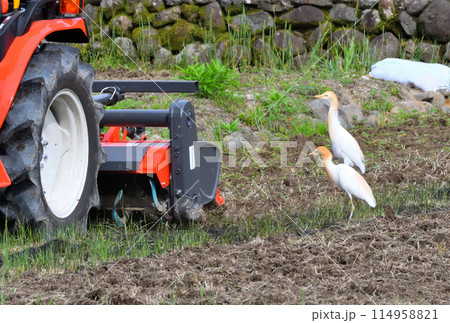アマサギ、サギ アマサギ、サギ 114958821