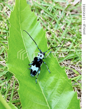 ラミーカミキリ 114958881