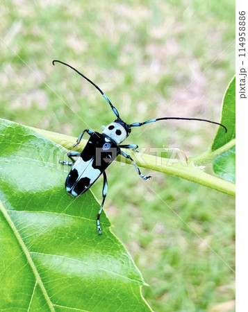 ラミーカミキリ ラミーカミキリ 114958886