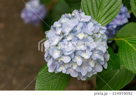 薄紫色の紫陽花 114959092
