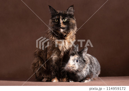 Brown fluffy cat and rabbit sitting side by side 114959172
